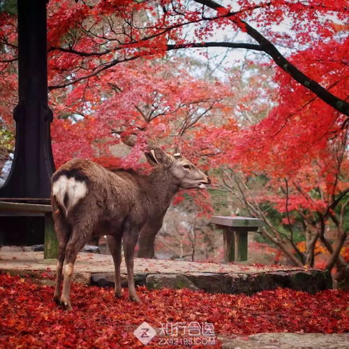 一片枫叶头像图片深秋