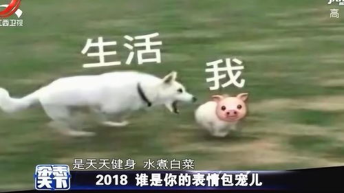 谁是你的表情包宠儿假笑男孩生活与我系列,得到网友厚爱