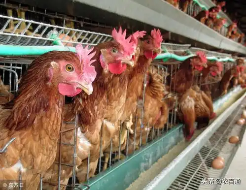  蛋鸡育成期饲养管理要点