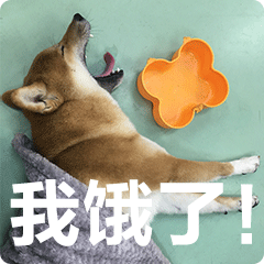  柴犬齐天表情包
