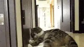  悄悄告诉你,猫咪见到你就躺下打滚,不止是爱你