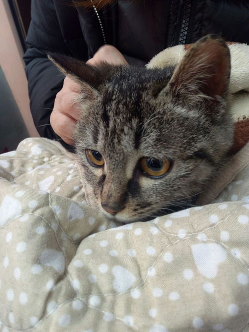  被猫咬生气以后我也咬了猫