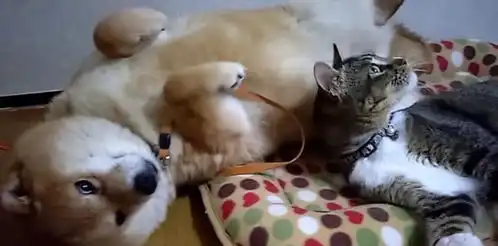  抓男友手呼噜噜大睡,柴犬麻到怒抽离,猫皇天崩地裂