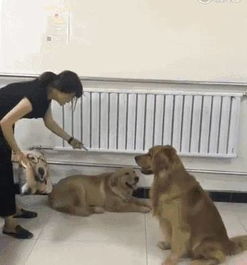  为什么同样是狗,自己的狗狗这么不及别人,差距一看就明显出来