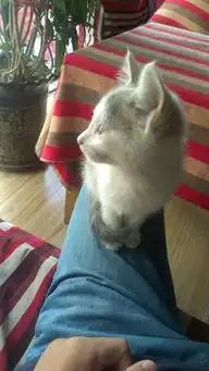  你收藏了哪些有关猫的好看的图片