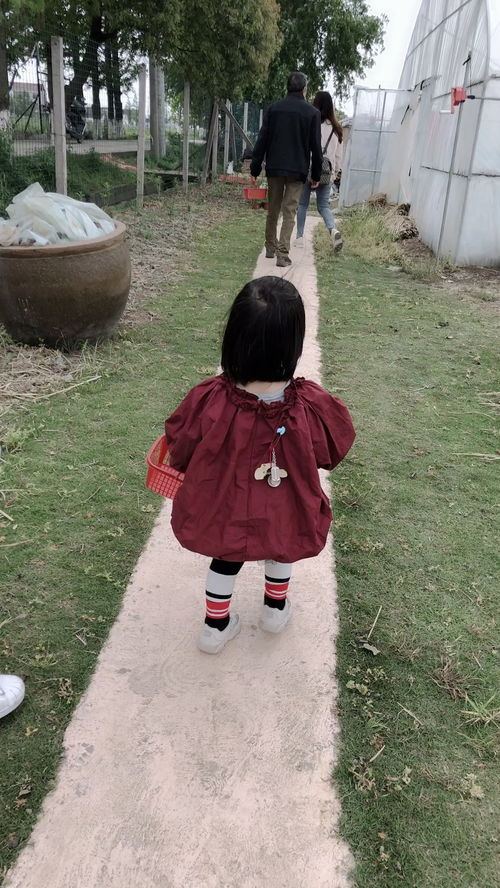  今天是采草莓的小女孩