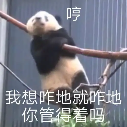  表情包小猫咪能有什么坏心眼呢