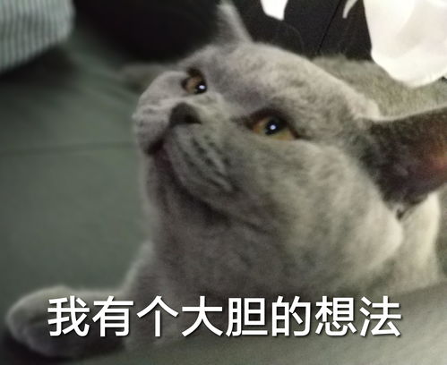  在办公室养猫是怎样的体验