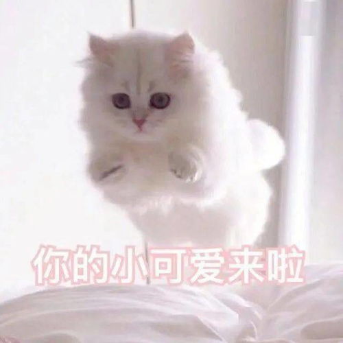 最佳男朋友表情包开心一