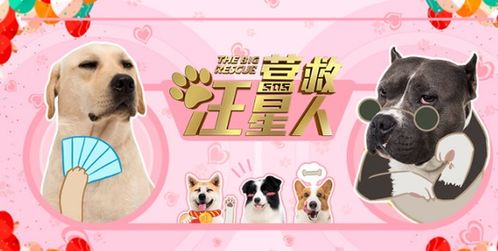  北京爱亲公司电影营救汪星人11罗汉犬表情萌态十足,简直是照骗嘛