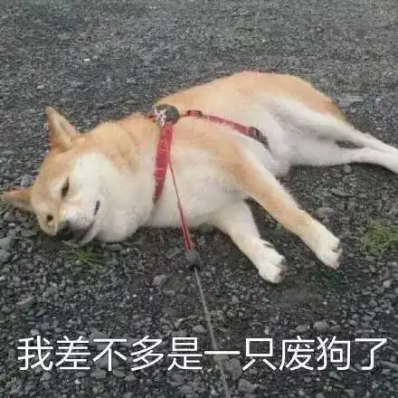 稳稳的接住柴犬表情包刷