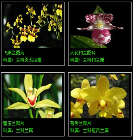  收藏分享182种兰花品种图鉴,涨涨姿势