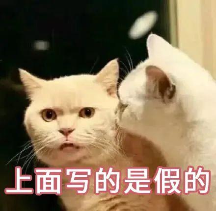 猫可爱表情包猫粮