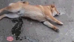 狗狗做梦时尿一地,醒来后一脸无辜的表情,柴犬这不是我尿的吧