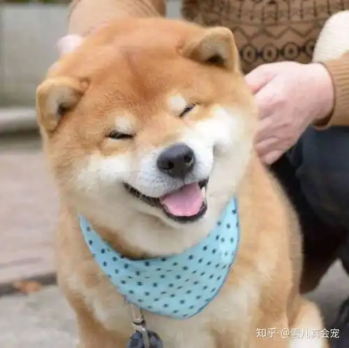  宠物界最傻的狗狗其实不是二哈,而是阿富汗猎犬