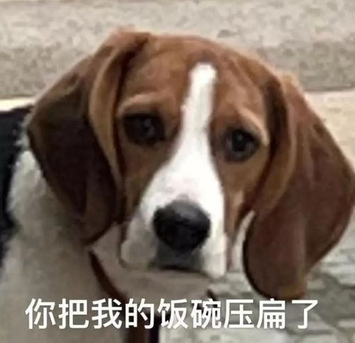  转需留学生眼里的多伦多大学是怎样的