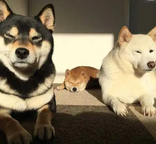  黑柴和哈士奇是一种犬吗它俩有什么区别