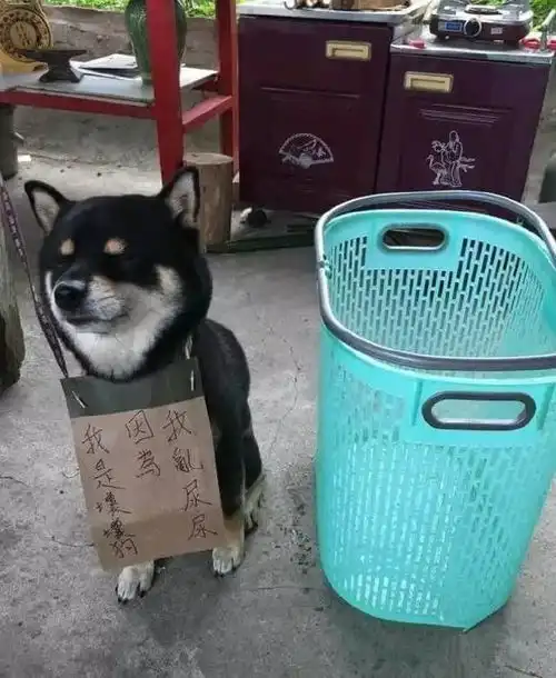 柴犬图片表情包gif尿尿