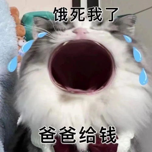  大嘴猫猫表情包