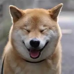  伤心我的表情包去世了
