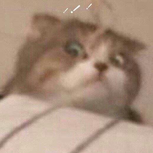  你有哪些关于猫狗的表情包