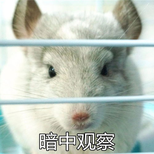 土拨鼠狂叫的表情包见鬼