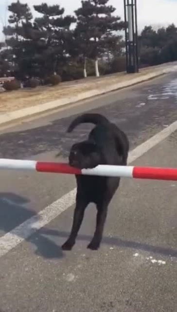  狗子街头挑战跨栏,可惜实力不允许,最后的表情太逗了