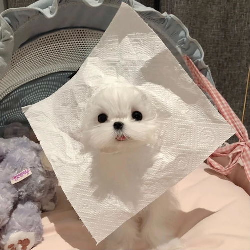  适合女生养的小型犬融化你的少女心