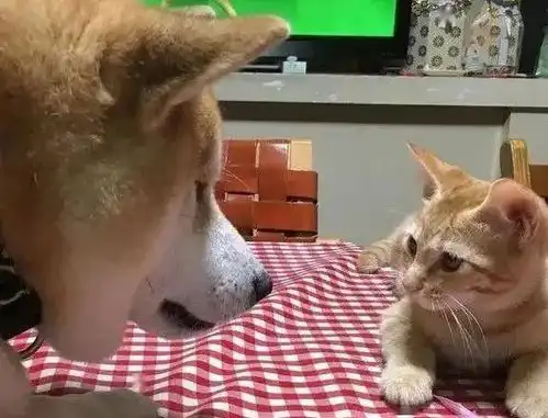 一只以为自己是猫的柴柴,每天只和猫咪玩