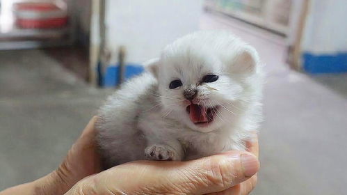  撸了一只跳起来打人的小奶猫萌宠抖音萌宠撸猫小奶猫