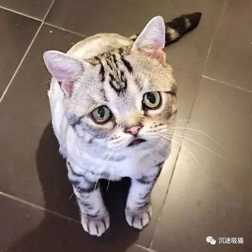 委屈猫表情包大全王梦龙
