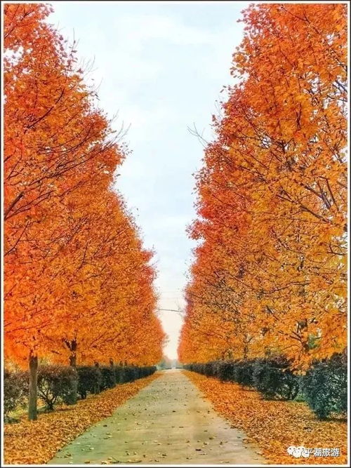  平湖竟有这样的网红拍照基地一大片枫叶美如画,不打算来看看