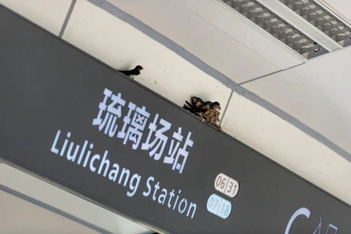  超暖去年春天在成都地铁站筑巢的小燕子,又回来啦