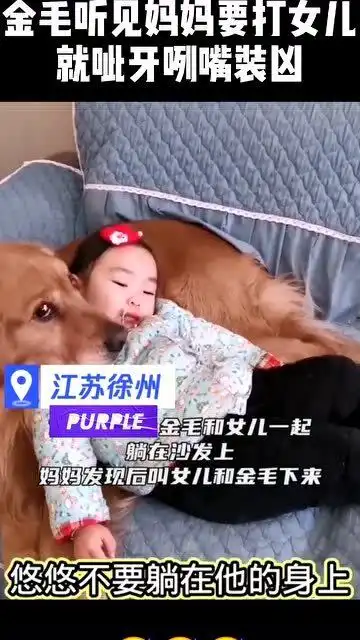  听见妈妈要打女儿,金毛气得龇牙咧嘴,接下来的反应亮了