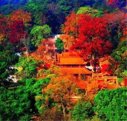  观腾冲银杏黄看岳麓山层林尽染色彩斑斓的秋天尽在这20个地方