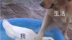  王者荣耀菜鸡试玩新英雄元歌