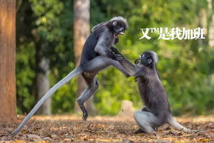  你愿意陪我一起加班吗不愿意
