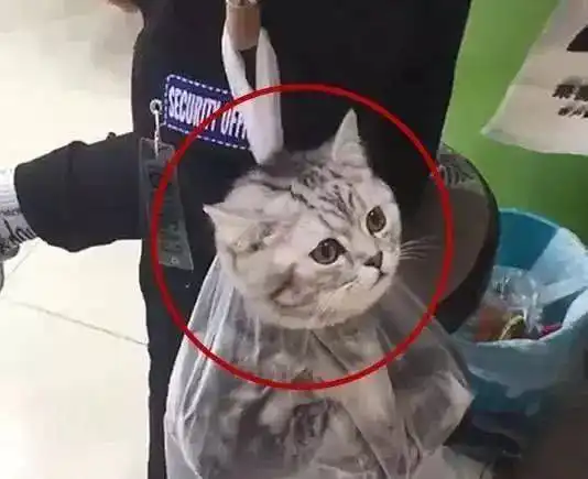  猫生第一次出门兴奋抓狂,后被主人装进塑料袋,路人表情笑疯