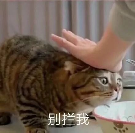 掀桌子表情包我不干了橘