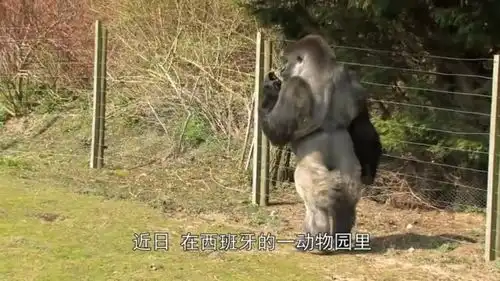  动物园猩猩看魔术表演,竟狂笑不止满地打滚,画面搞笑却令人心酸