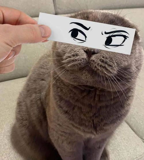  只需要一张小纸条就能让猫咪秒变表情包,搞笑的气质简直浑然天成
