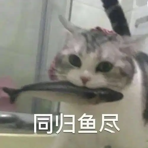  干嘛要惹小猫咪这么委屈下一秒就要哭出来惹