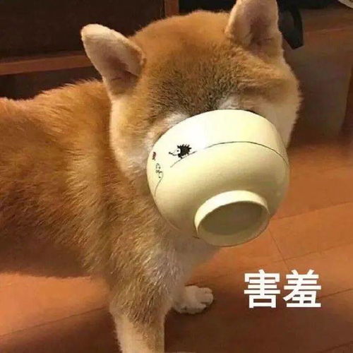 你满意了吗