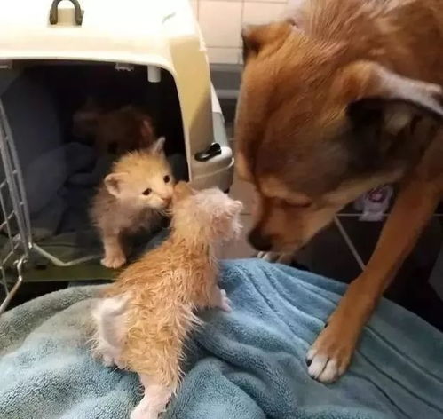  狗狗散步时发现三只小奶猫,竟把它们带回家,从此过上带娃生活