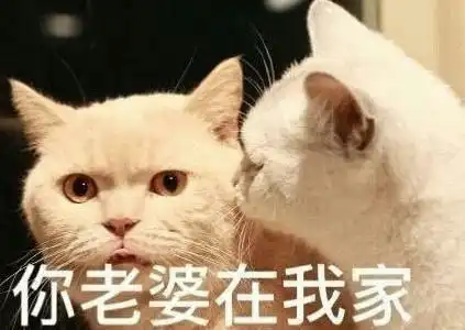  可爱萌萌哒猫咪表情包
