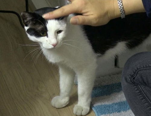  猫狗双全的家庭,猫咪和狗狗为了家的和谐,大概贡献了毕生的演技