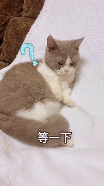  配合演出的猫咪小表情很到位,是真的委屈了啊
