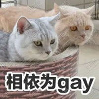 猫咪恶搞表情包表情包