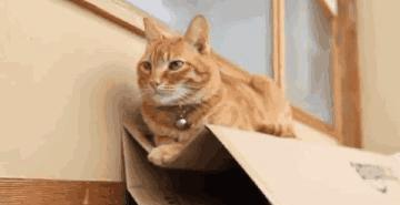  猫咪和纸箱的爱恨情仇