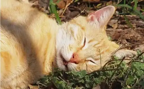  千奇百怪猫咪吸完猫薄荷后的反应,完全像是抽风中的哈士奇